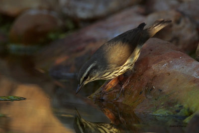 Northern Waterthrush