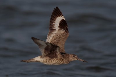 Willet