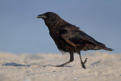 Fish Crow