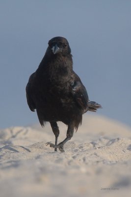 Fish Crow