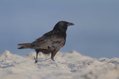 Fish Crow