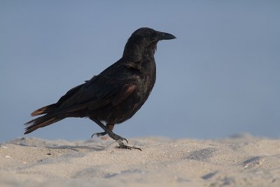 Fish Crow