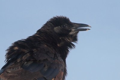 Fish Crow