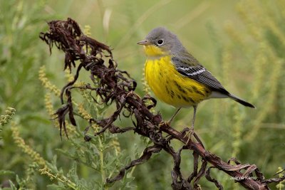 Magnolia Warbler