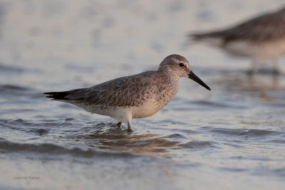 Red Knot