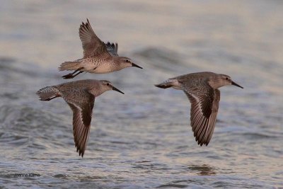 Red Knots in Flight