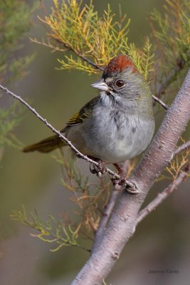 Green-tailed Towhee