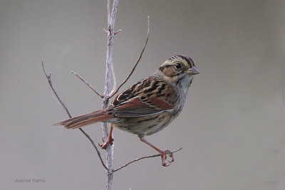 Swamp Sparrow