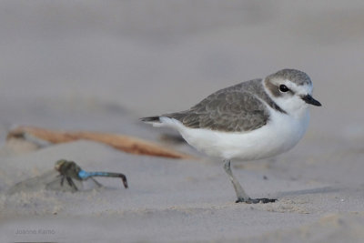 Snowy Plover and Green Darner Size Comparison