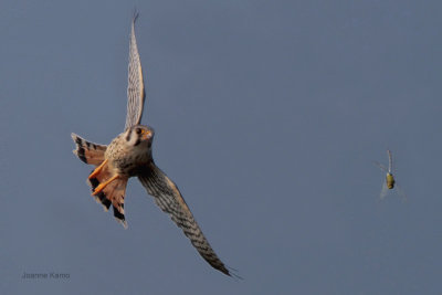 American Kestrel Going after a Dragonfly