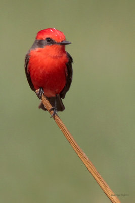 Vermillion Flycatcher