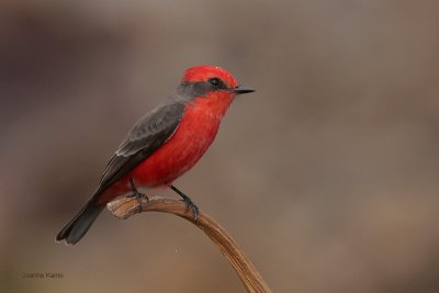 Vermillion Flycatcher
