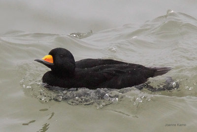 Black Scoter