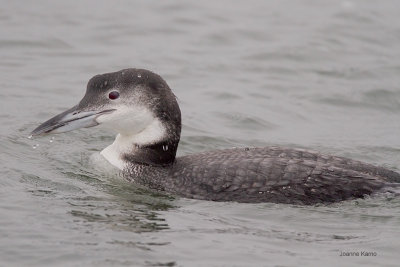 Common Loon