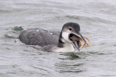 Common Loon Eating a Crab