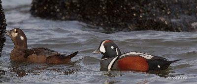 Harlequin Ducks in a Mussel Bed