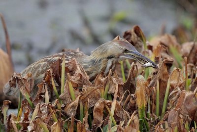 American Bittern and Frog