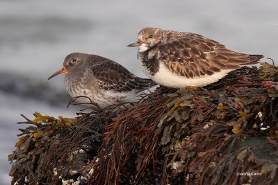 Ruddy Turnstone and Purple Sandpiper