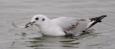 Bonaparte's Gull Trying to Eat a Fish