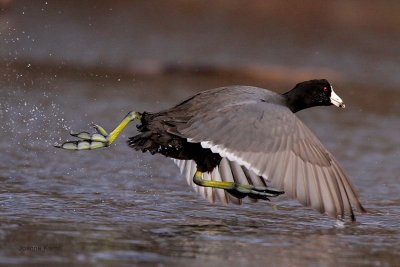 American Coot Running Across Water