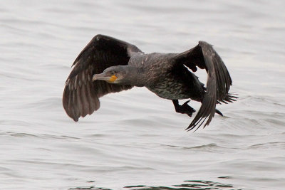 Great Cormorant