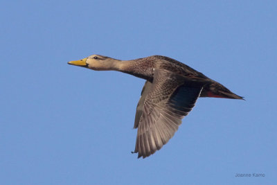 Mottled Duck