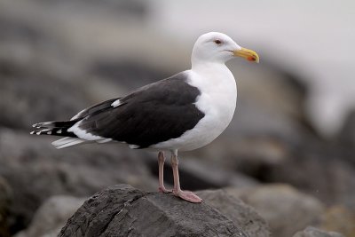 Great Black-backed Gull