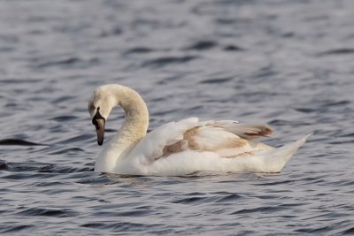 Mute Swan