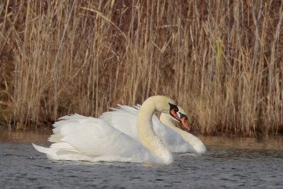 Mute Swan