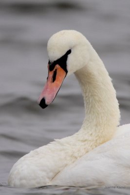 Mute Swan