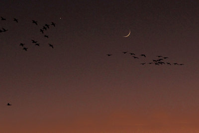 Cresent Moon, Saturn, and Geese