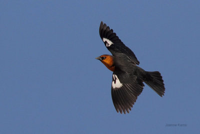 Yellow-headed Blackbird