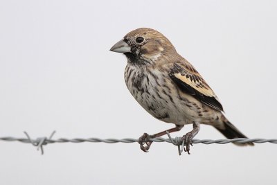 Lark Bunting