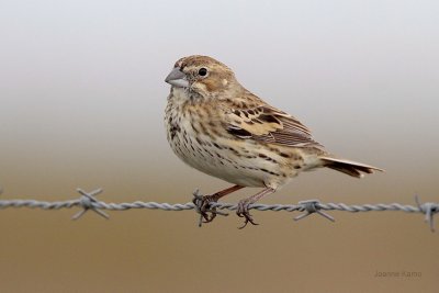 Lark Bunting