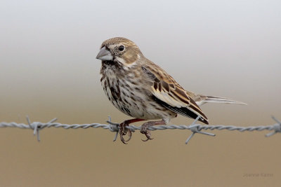 Lark Bunting