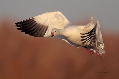 Snow Goose