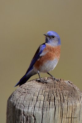 Western Bluebird