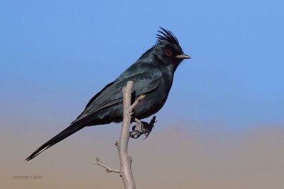 Phainopepla