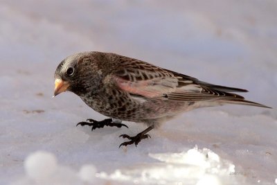 Rosy-Finch