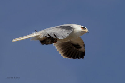 White-tailed Kite Carrying a Mouse