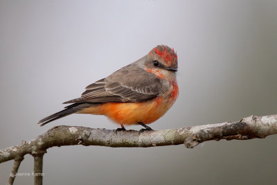 Vermillion Flycatcher Changing into Adult Plumage