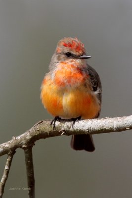 Vermillion Flycatcher Changing into Adult Plumage