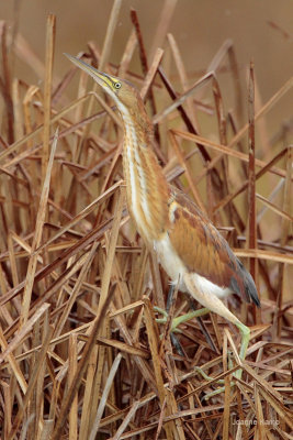 Least Bittern