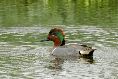 Green-winged Teal