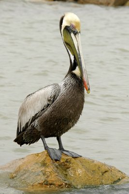 Brown Pelican