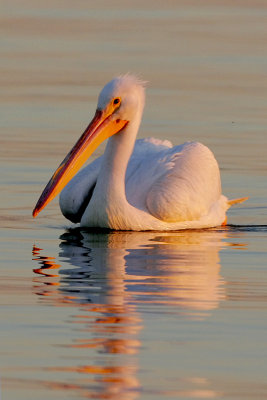 American White Pelican