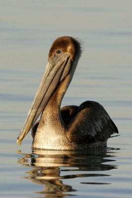 Brown Pelican