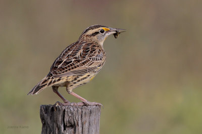 Eastern Meadowlark and Bug