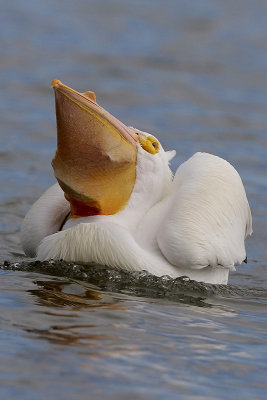 American White Pelican and Fish