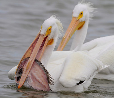 American White Pelican and Fish